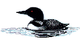 Common Loon, State Bird of Minnesota